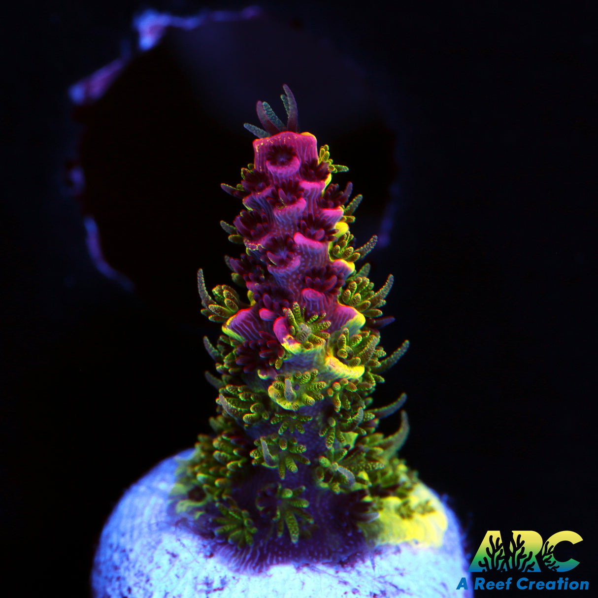 RRC Rainbow Splice