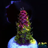 RRC Rainbow Splice
