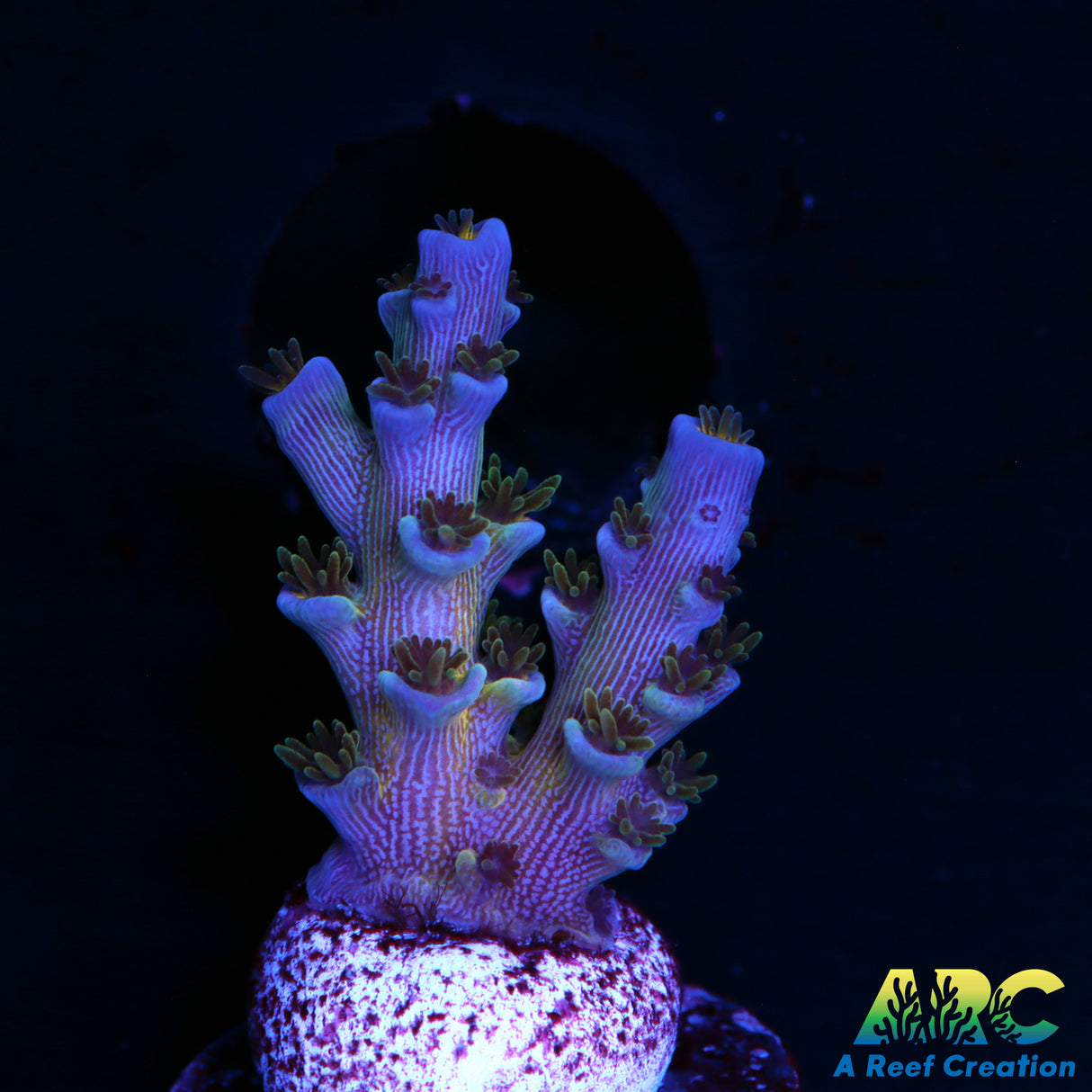 JF Jolt Acro