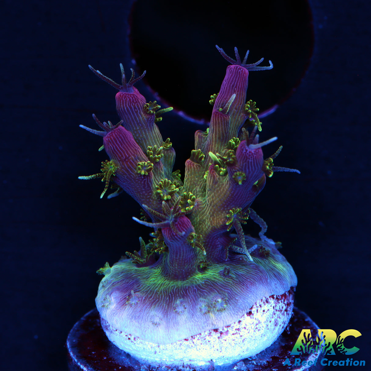 ARC Purple Hairy Monster