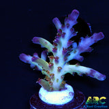 ARC Joe Cool Acro