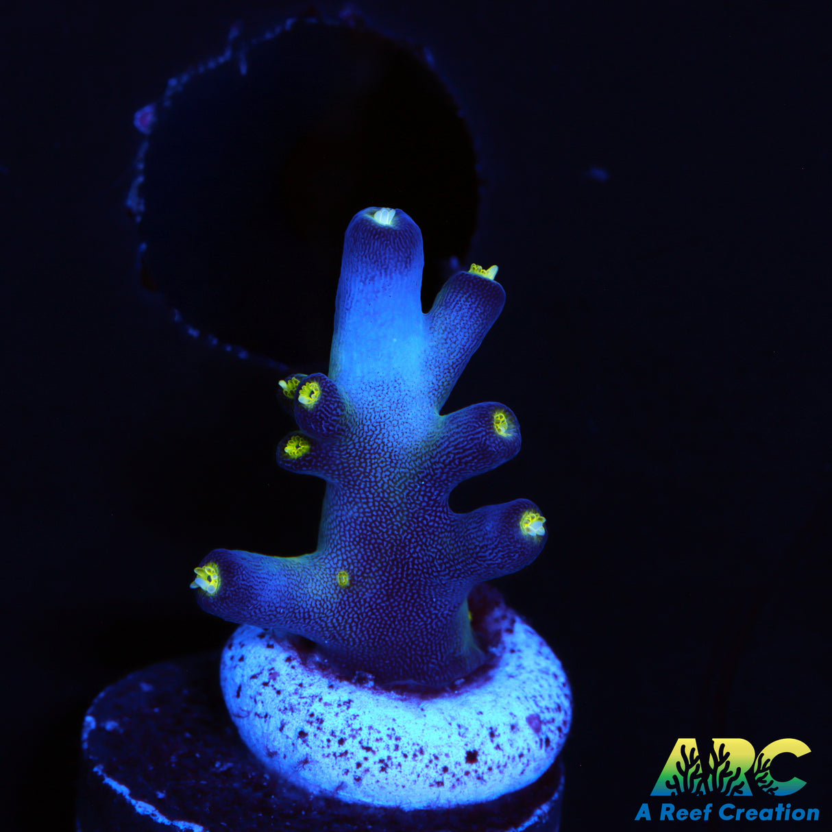 Ari's Avalanch Acro