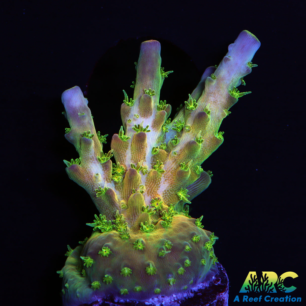 TCK Grafted Kaleidoscope Acro