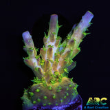 TCK Grafted Kaleidoscope Acro