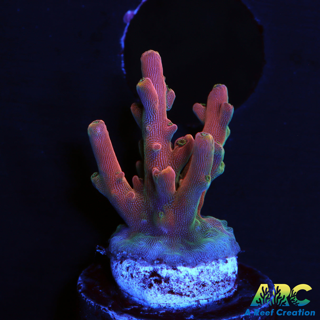 WWC Forgemaster Acro