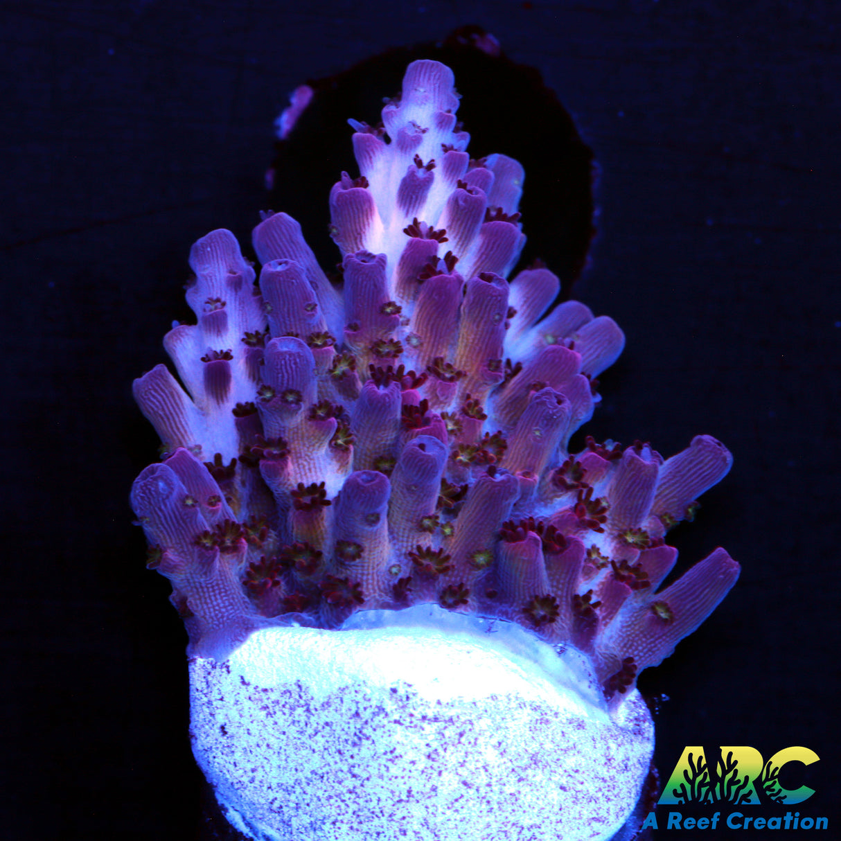 ARC Pomegranate Table