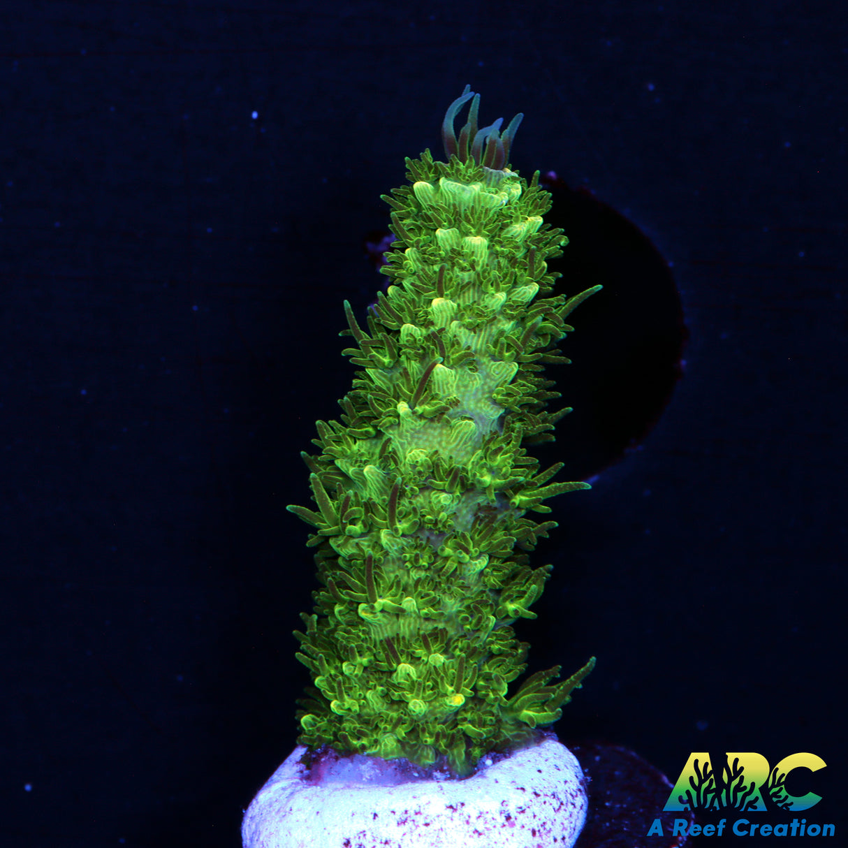 Sanjay's Blue Abrolhosensis