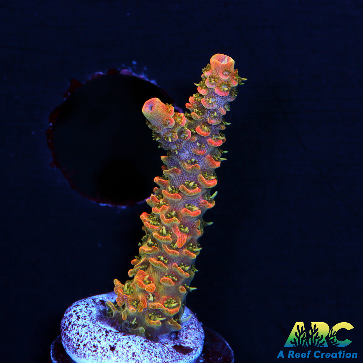 ASD Rainbow Milli