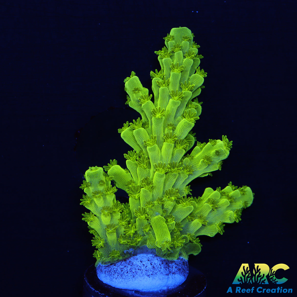 Jake Adams Acropora Florida