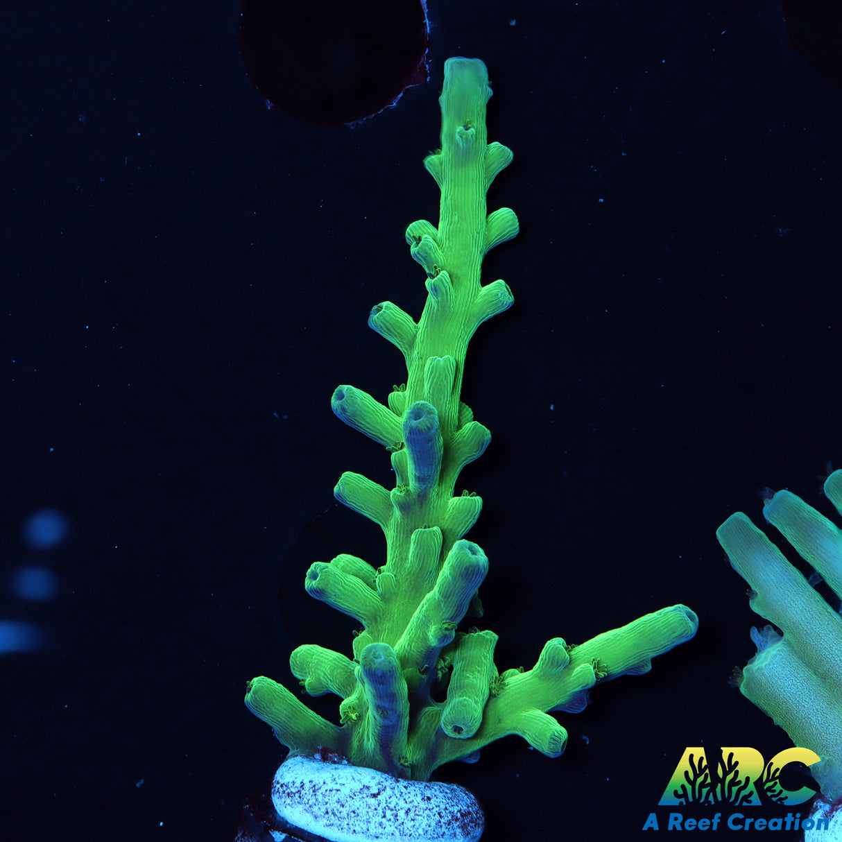 ARC Teal Navini