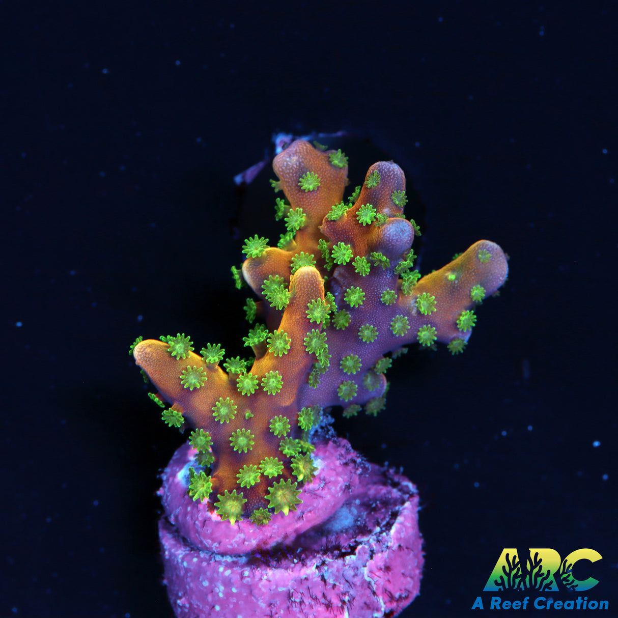 RRC Tropicana Anacropora