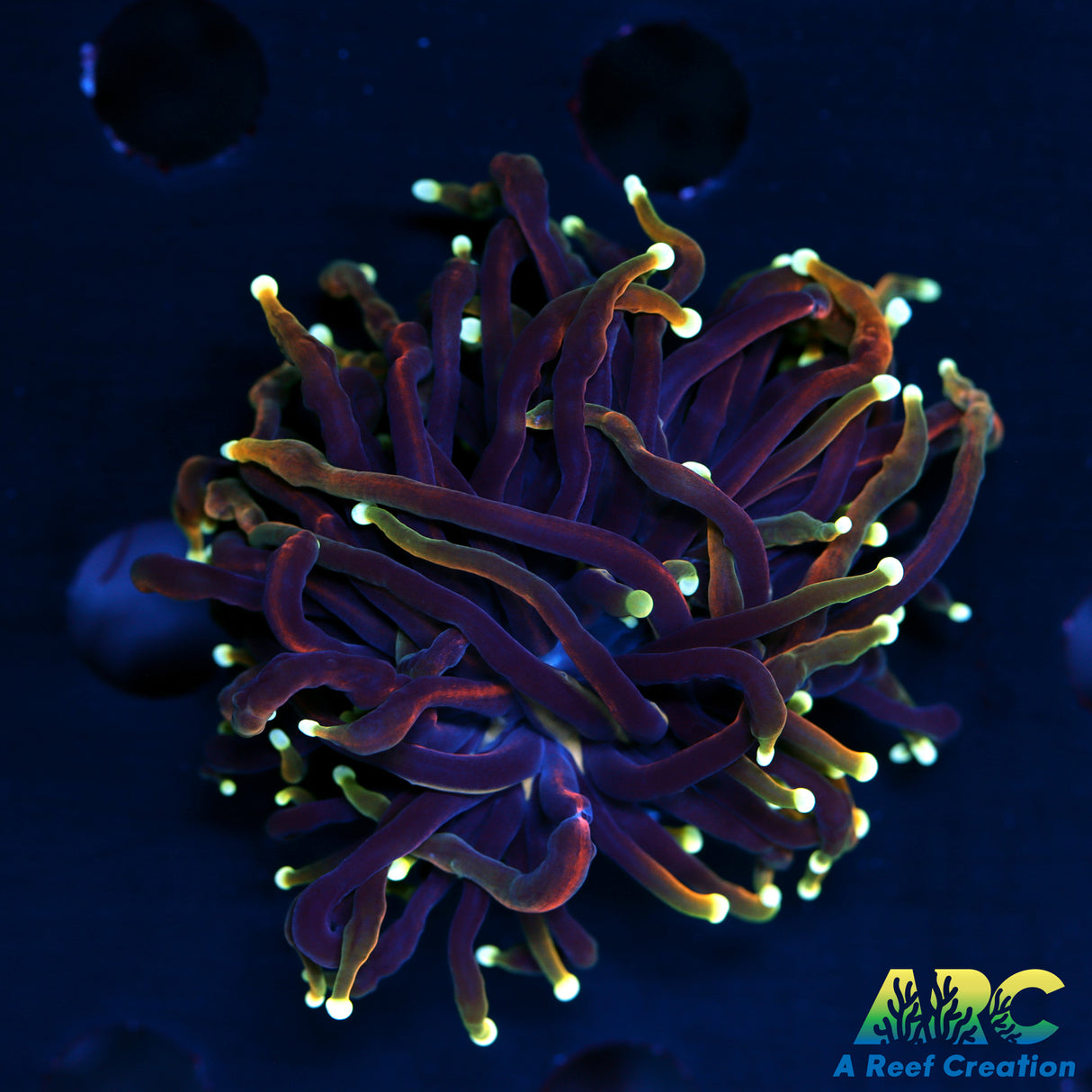 ARC Jester Torch