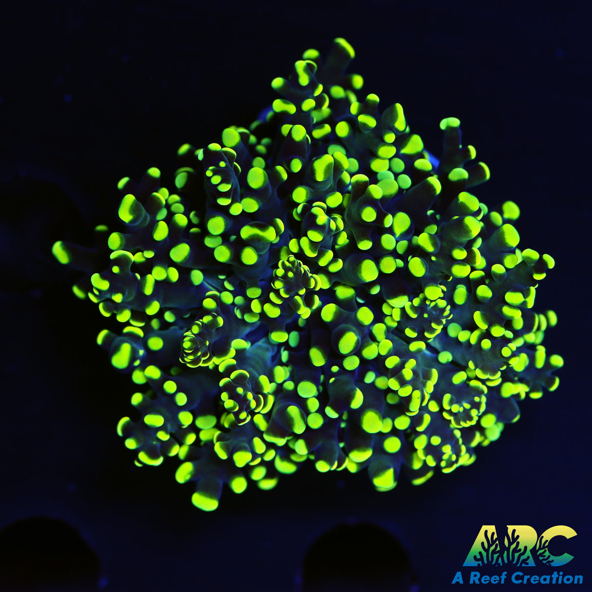 Golden Frogspawn