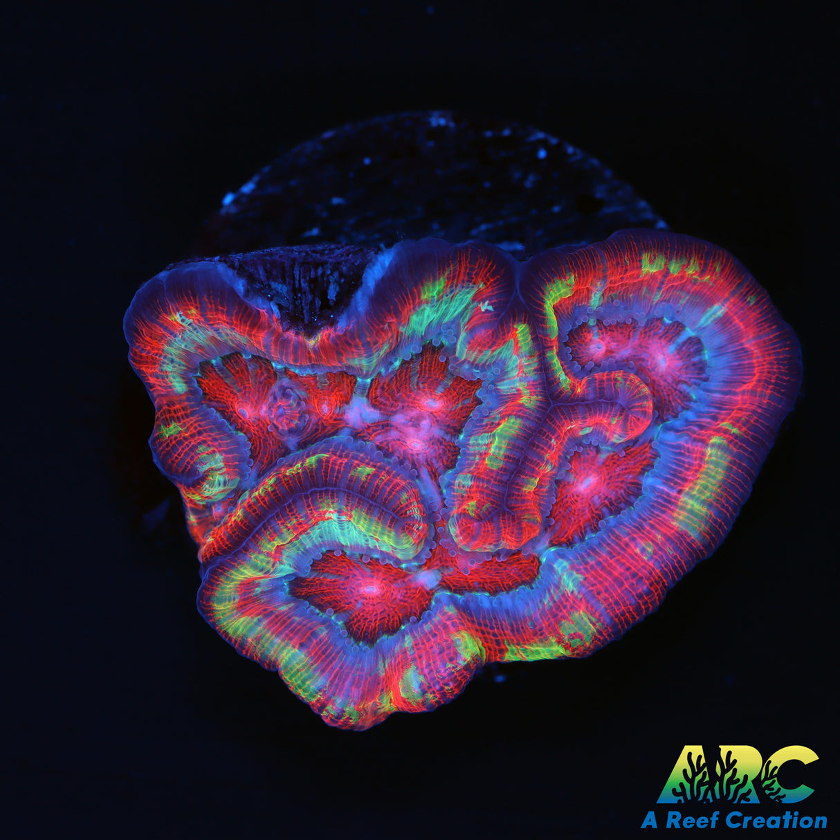 Rainbow Symphyllia Wilsoni