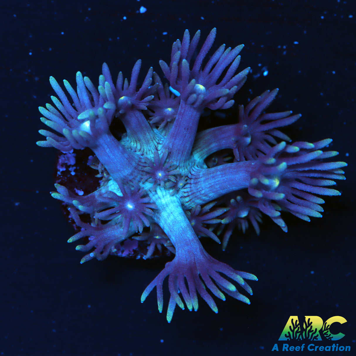 ARC Dirty Bubble Goni