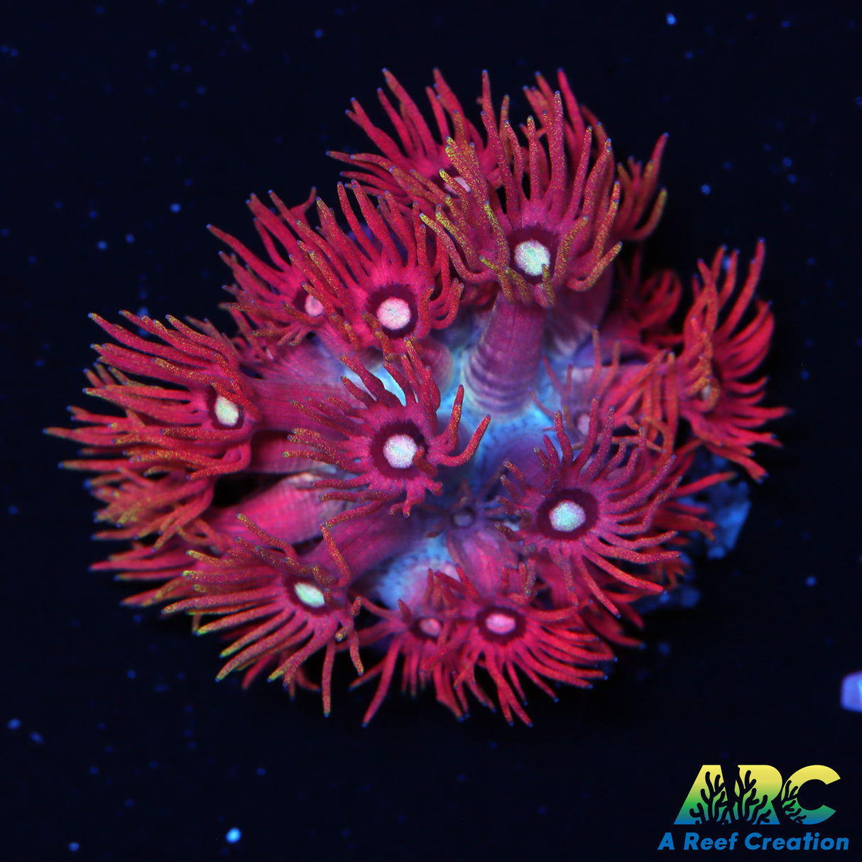 ARC Red Sparkler Goni