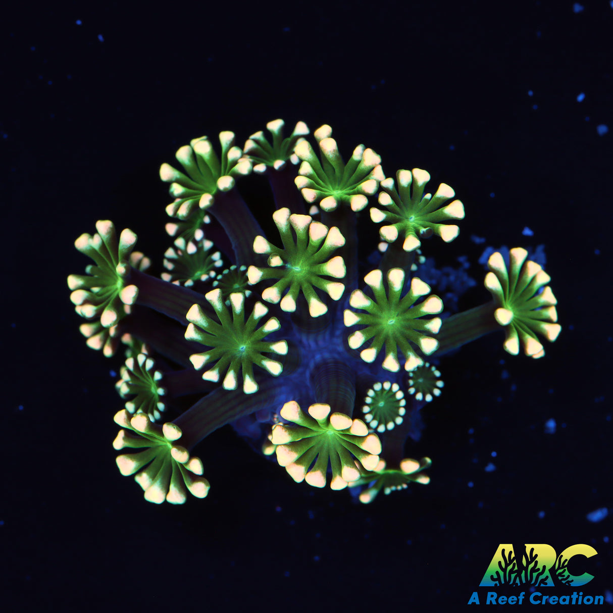 Peach Alveopora