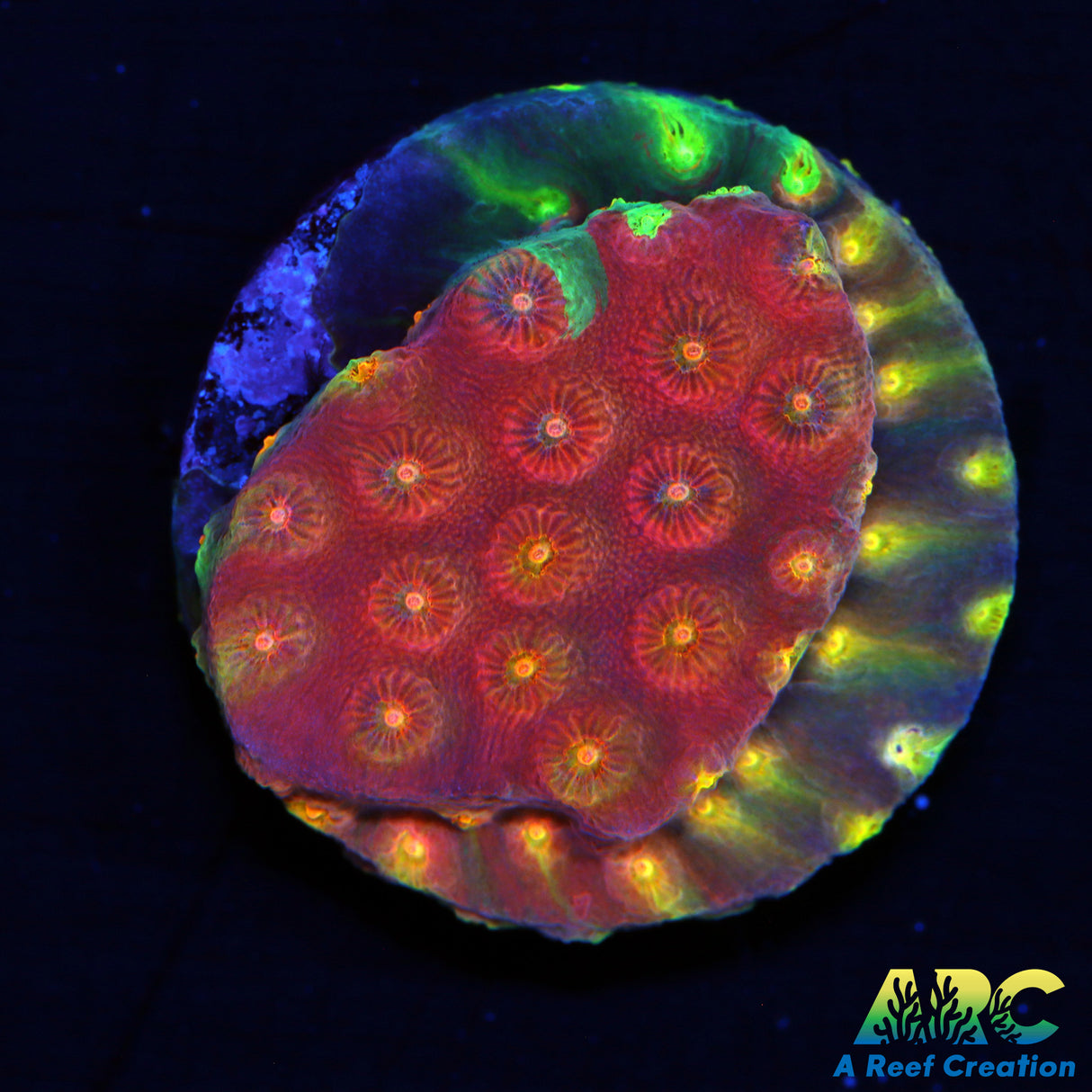 ARC Monet's Madness Cyphastrea