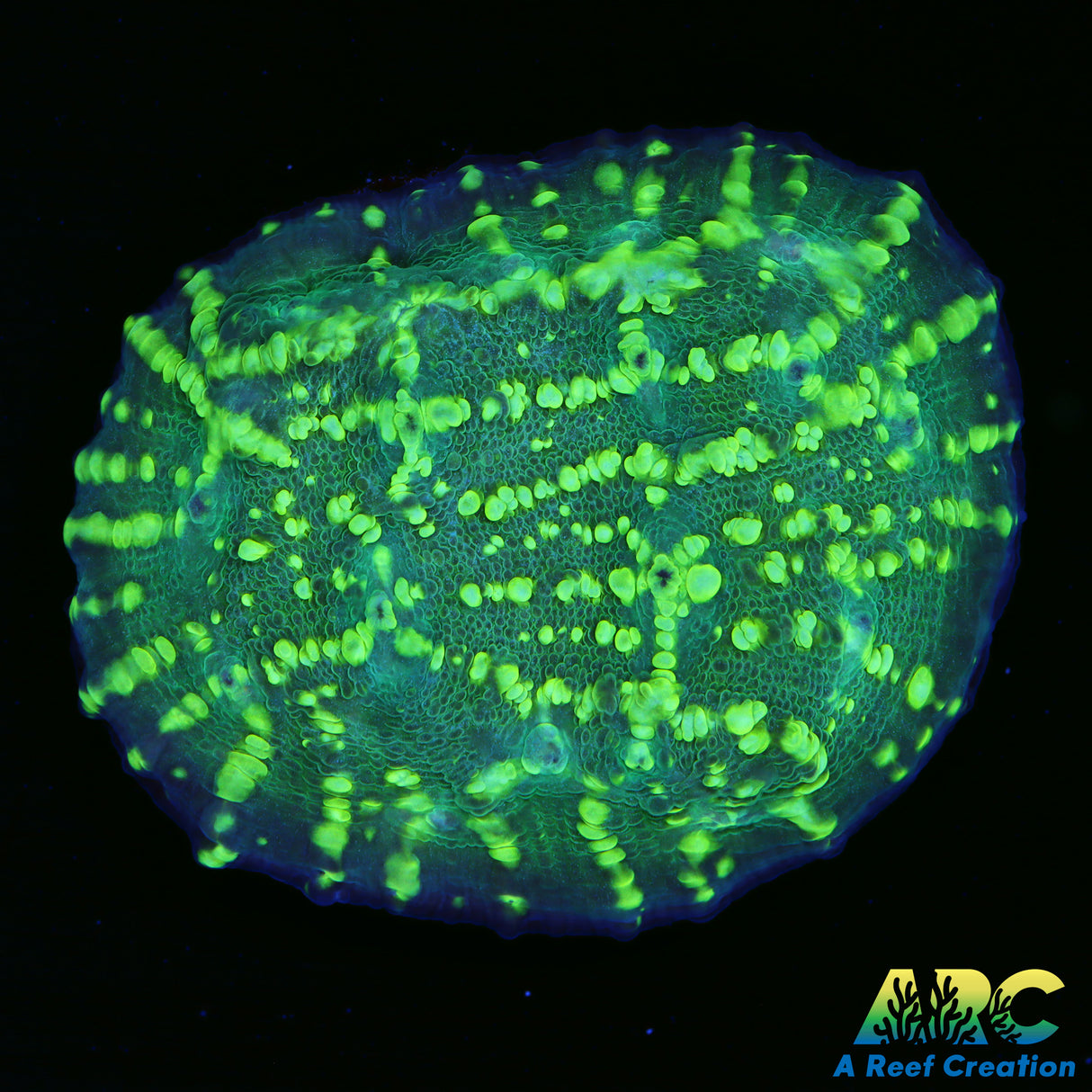 ARC Neon Bubble Chalice