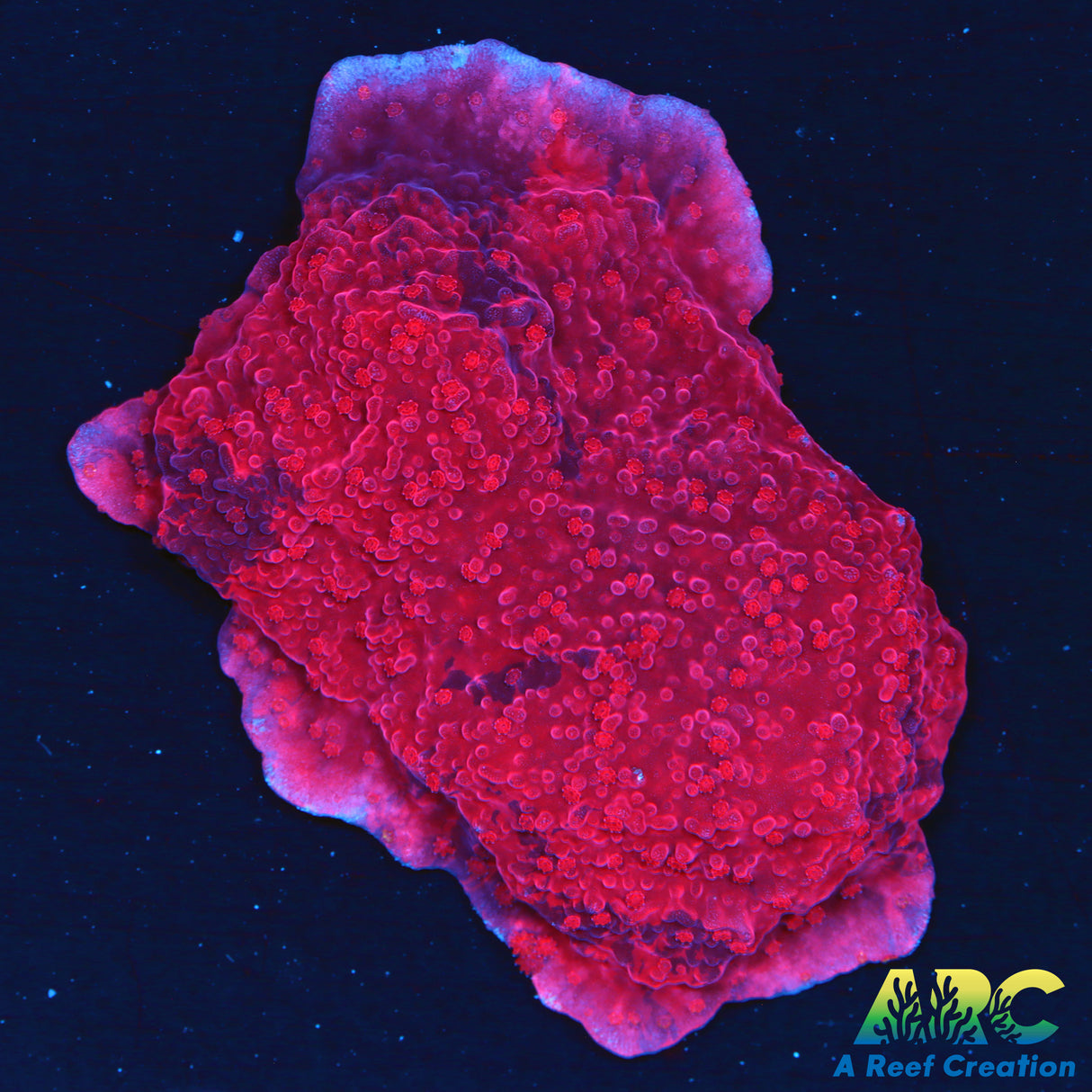 ARC Cherry Garcia Montipora