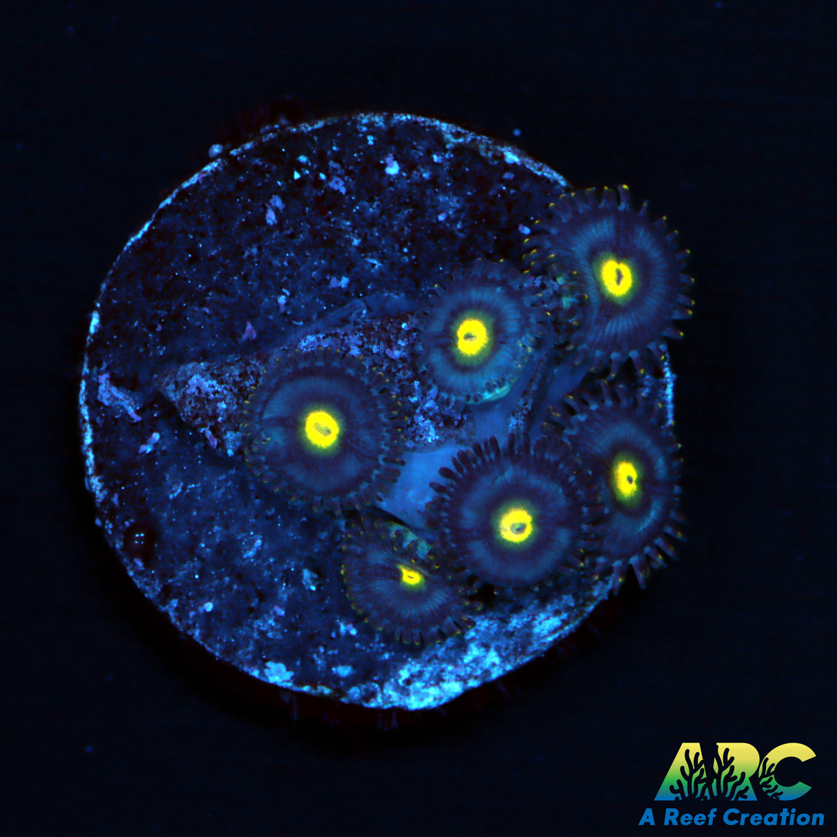 Blue Dream Zoa