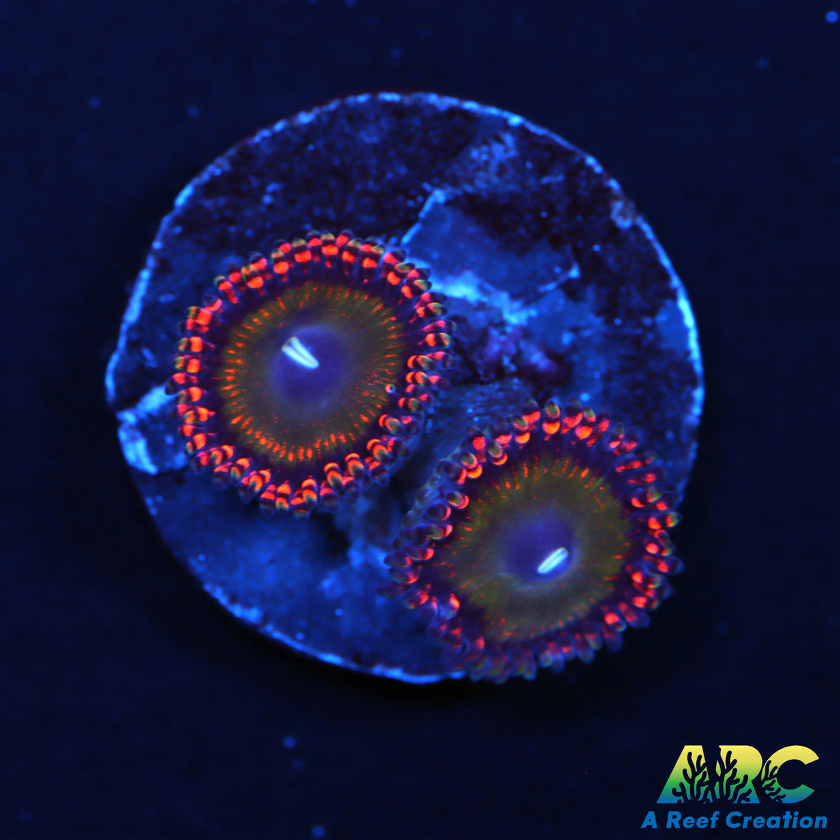Candy Apple Orange Zoas