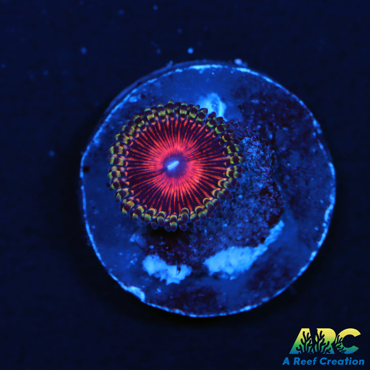 AOG Type Zoa