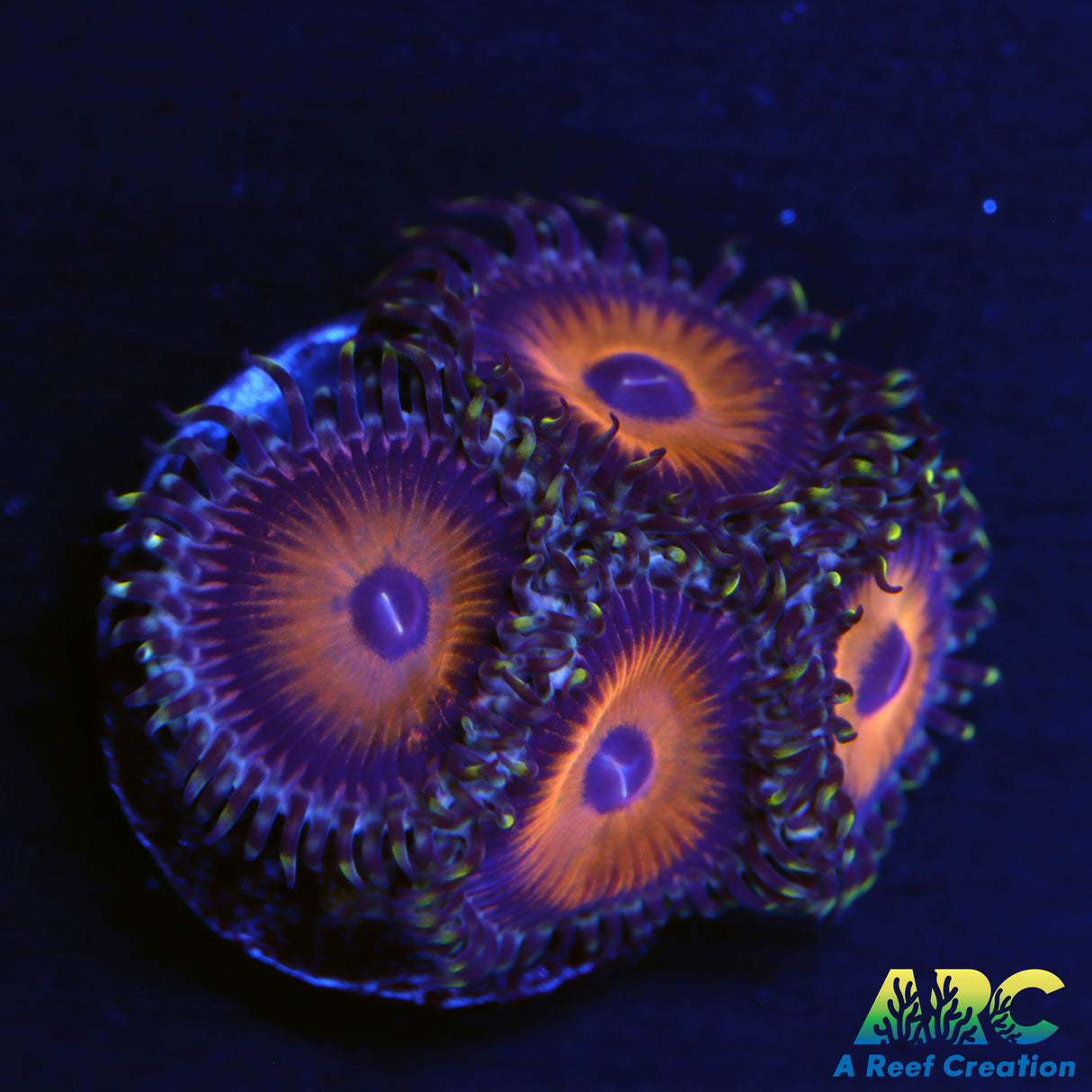 ARC Mr. Beast Zoas