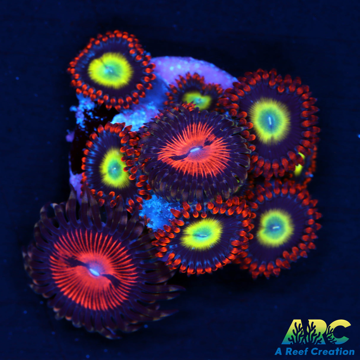 Circus/Blood Sucker Combo Zoas