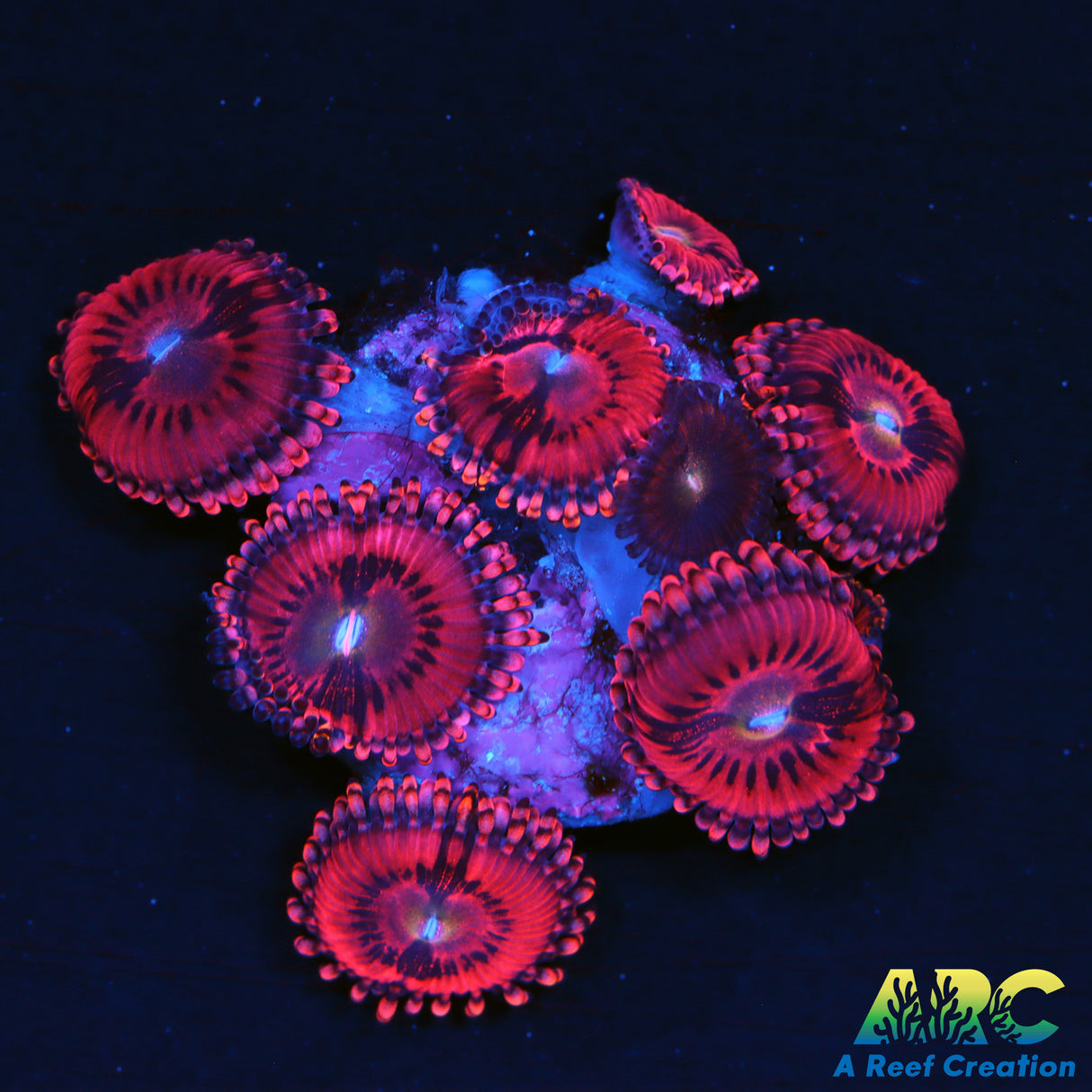 Cherry Blossom Zoas