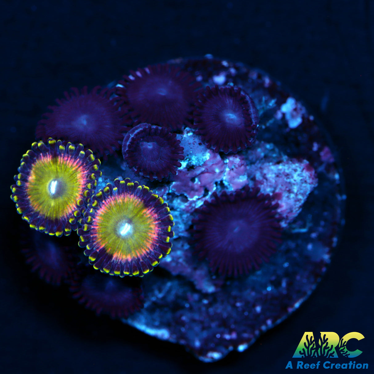 Latin Lovers Combo Zoas
