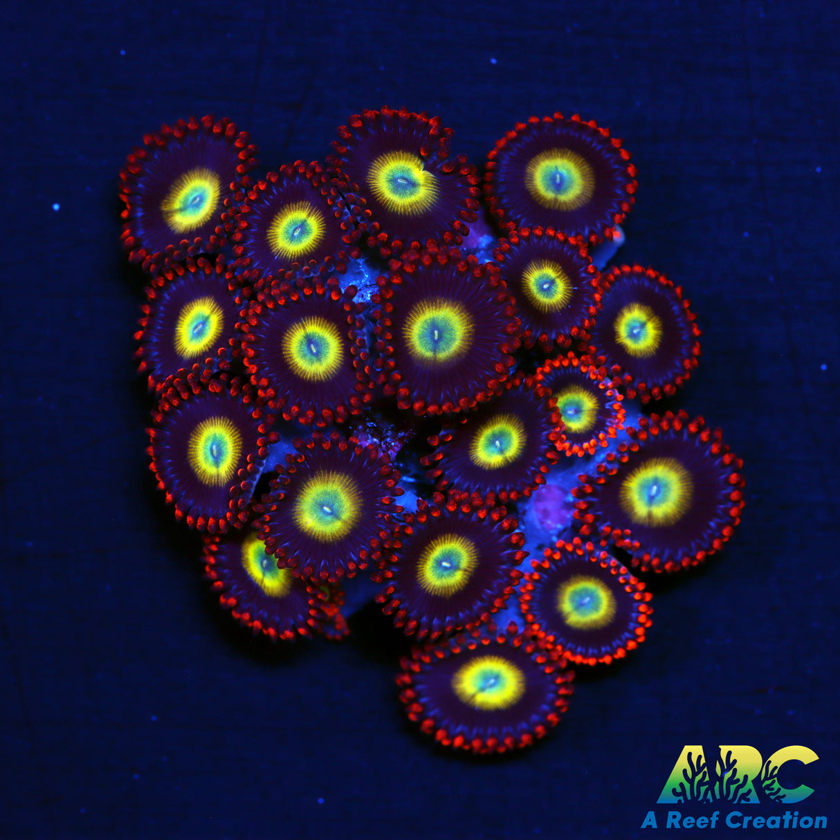 Circus Zoas