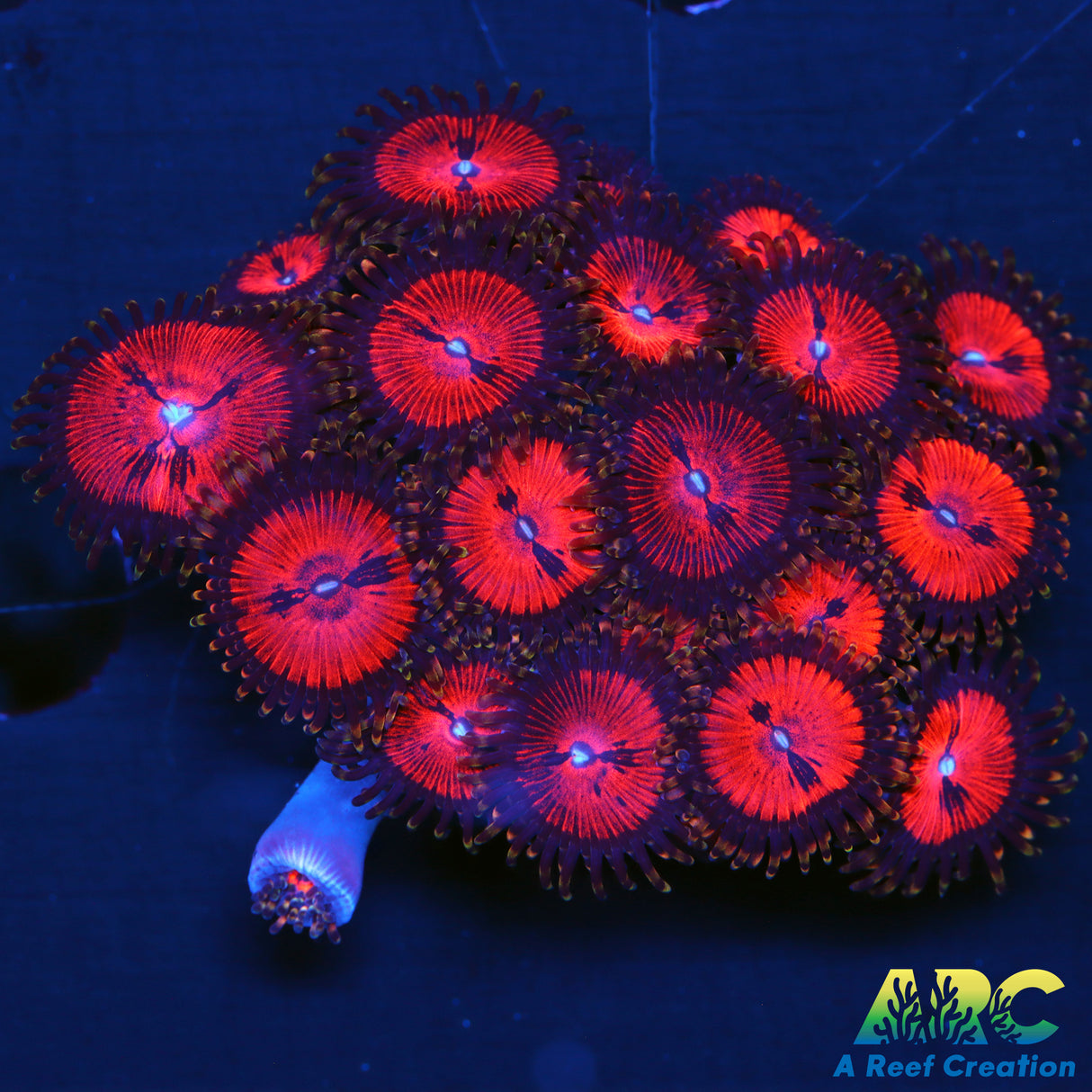WWC Blood Suckers Zoas