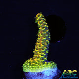 RRC Rainbow Splice 99% Green