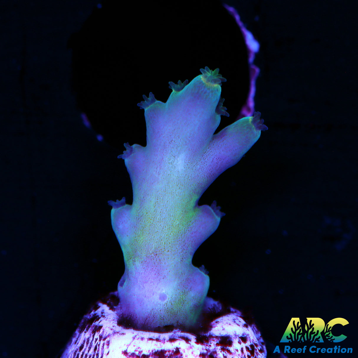 ReefGen Blueberry Fantasy
