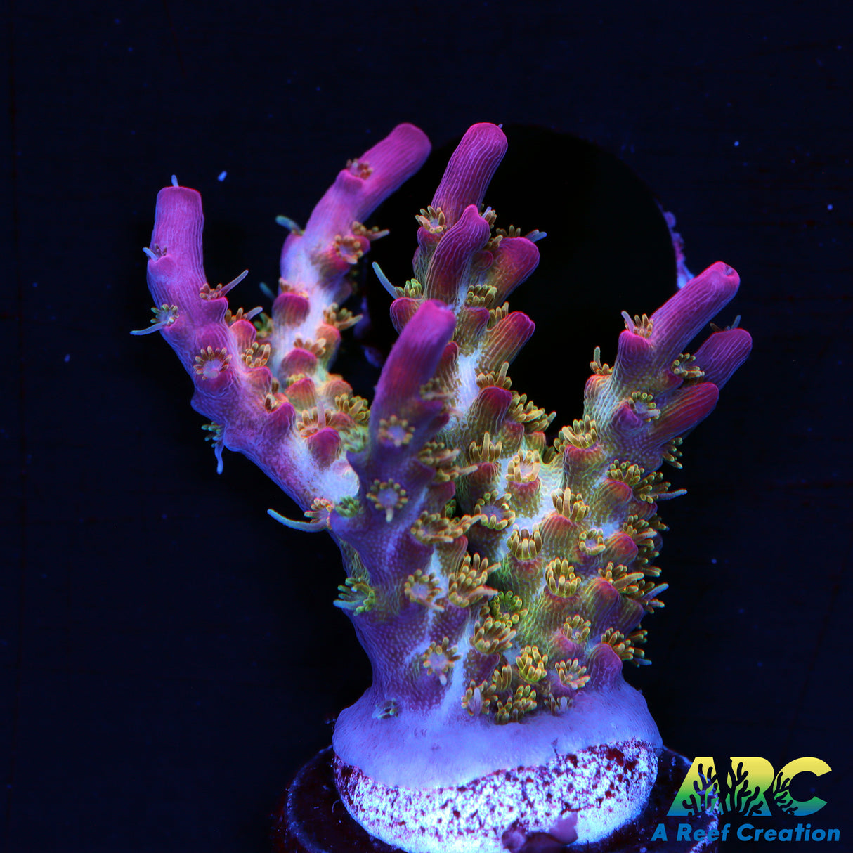 Vivid Confetti Acro