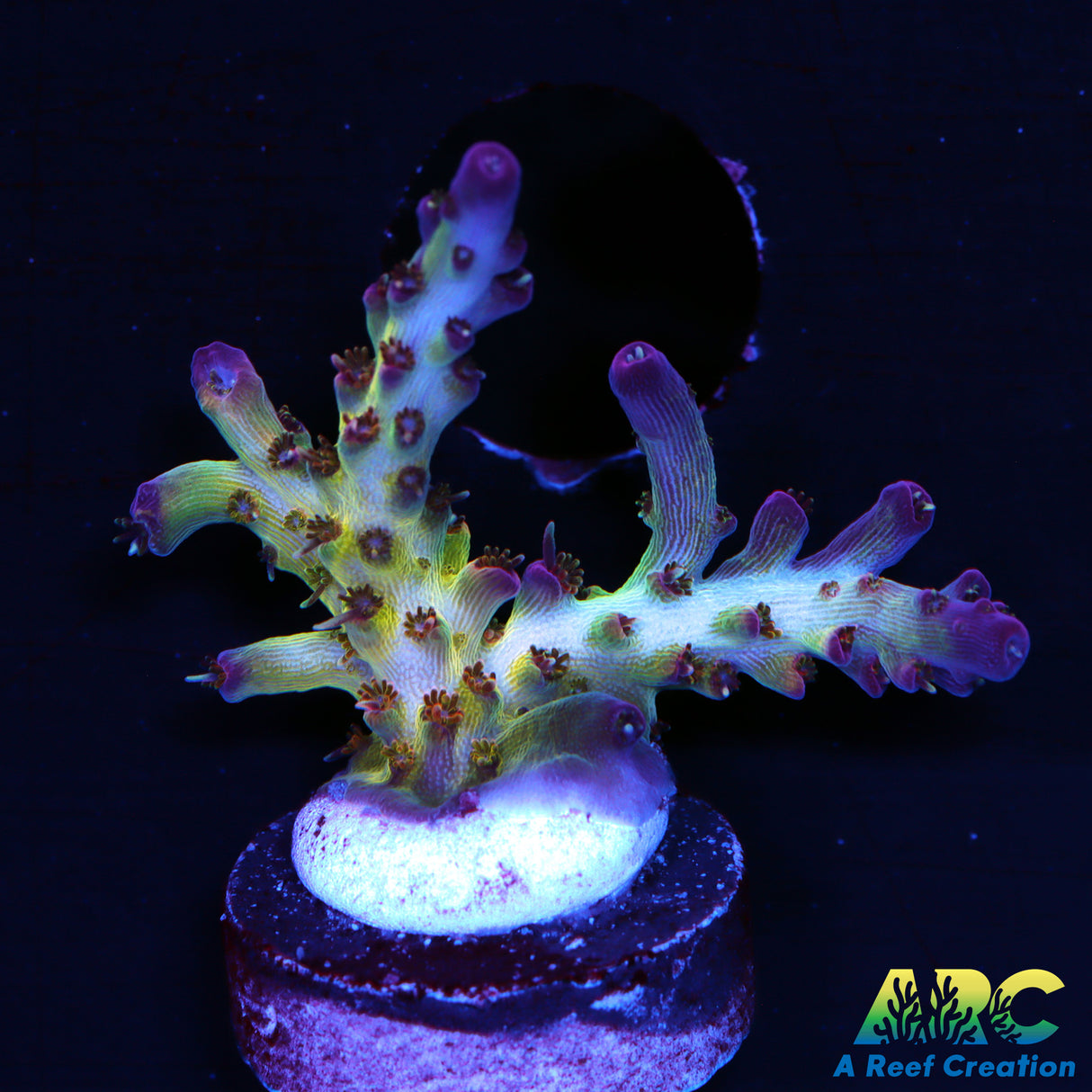 ARC Joe Cool Acro