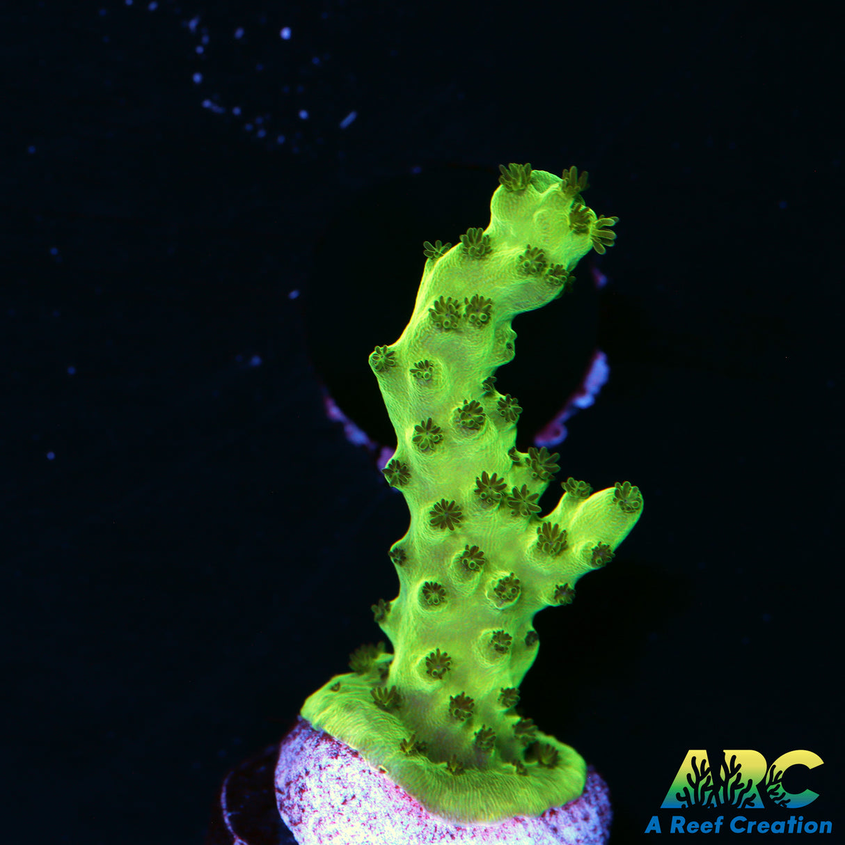 Mystery Acro Labeled Teal Navini