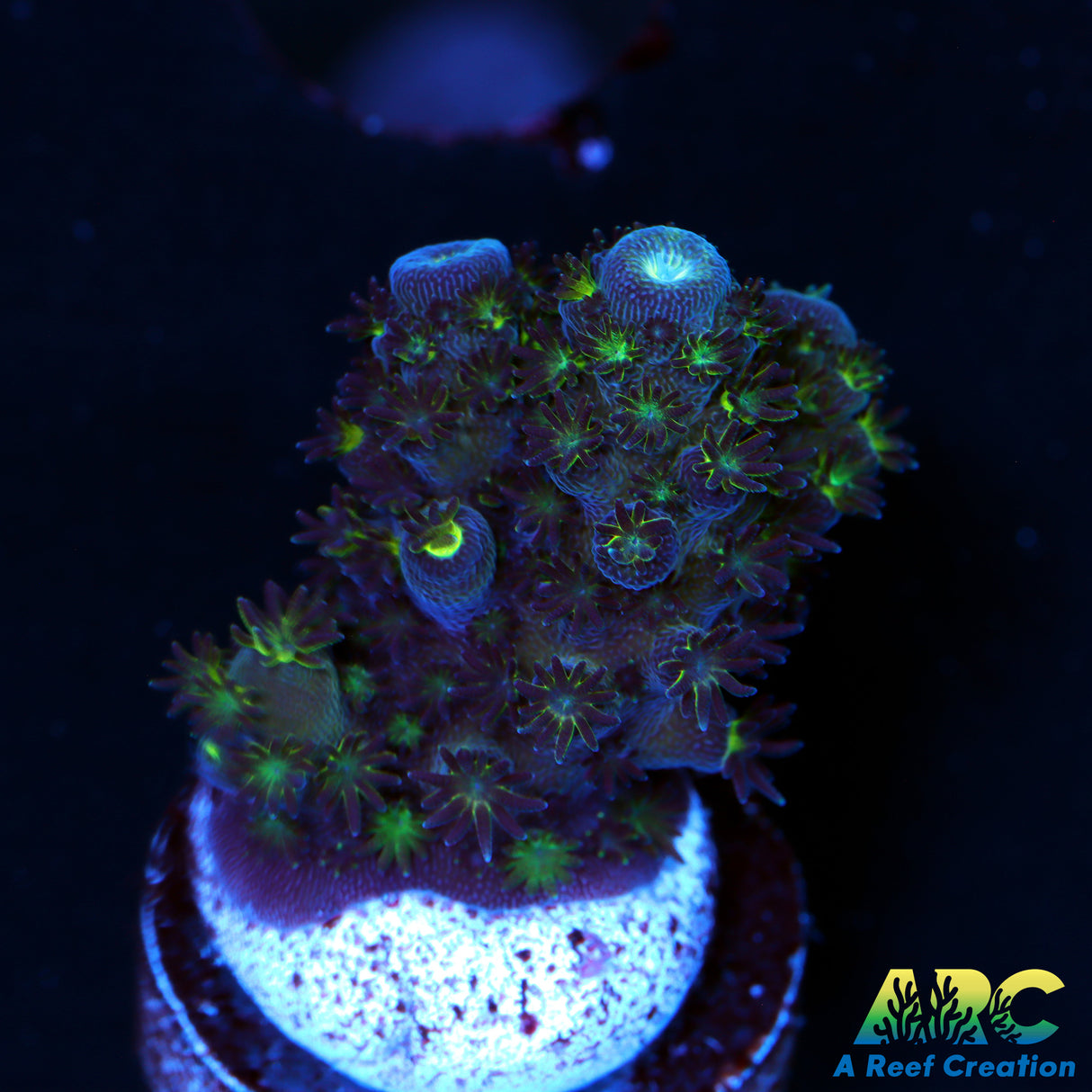 Dr. Frag it Blue O Humilus