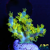 RRC Marvin the Martian