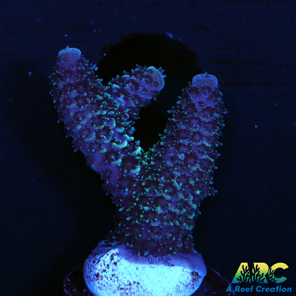 ARC Blue and Green Spath