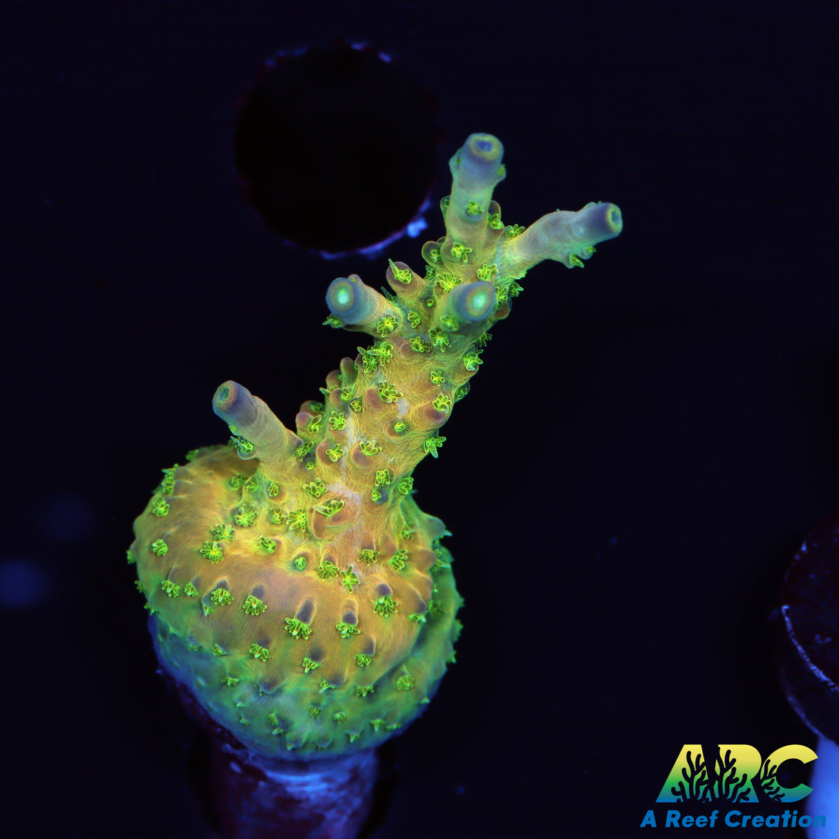 TCK Grafted Kaleidoscope Acro