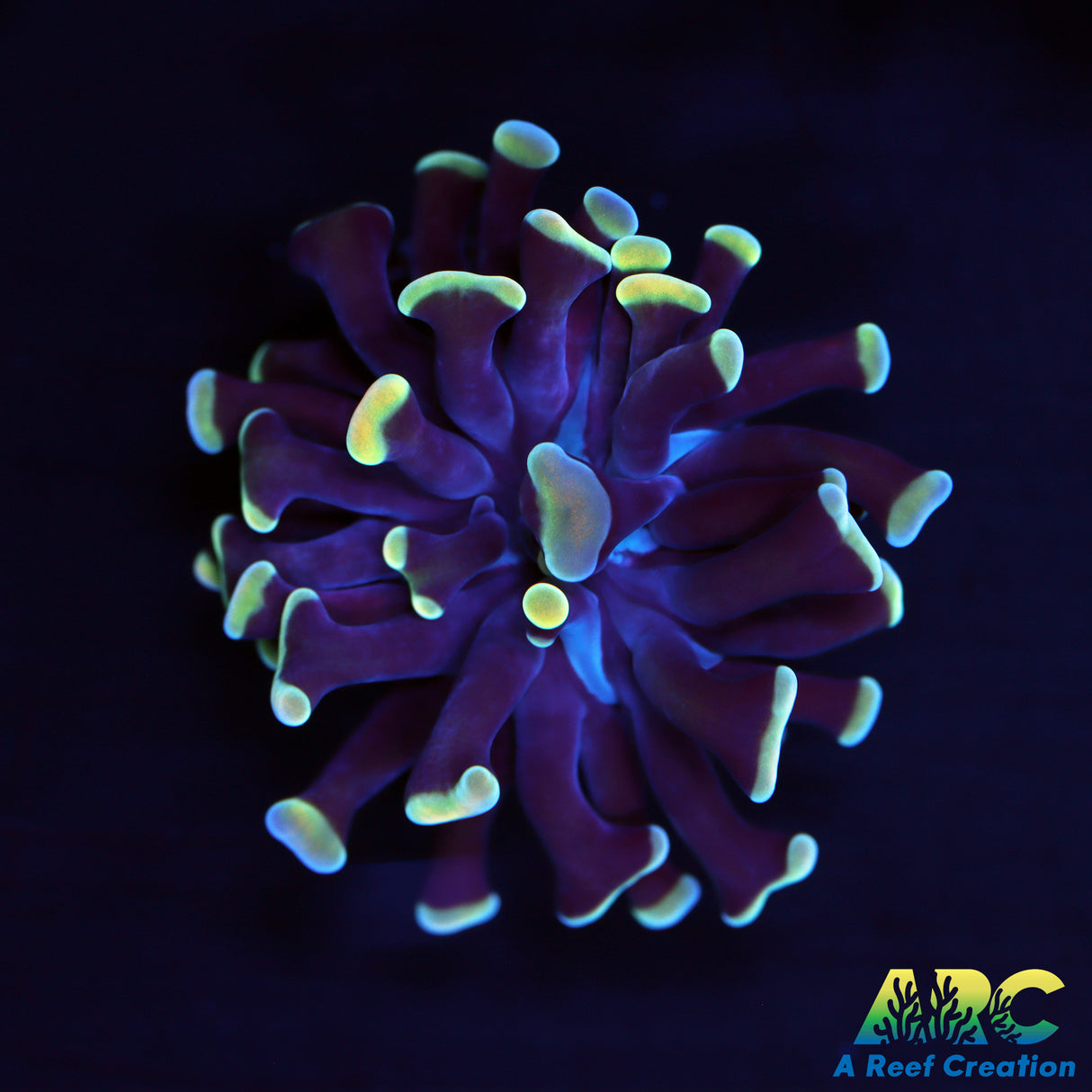 ARC Creamsicle Branching Hammer