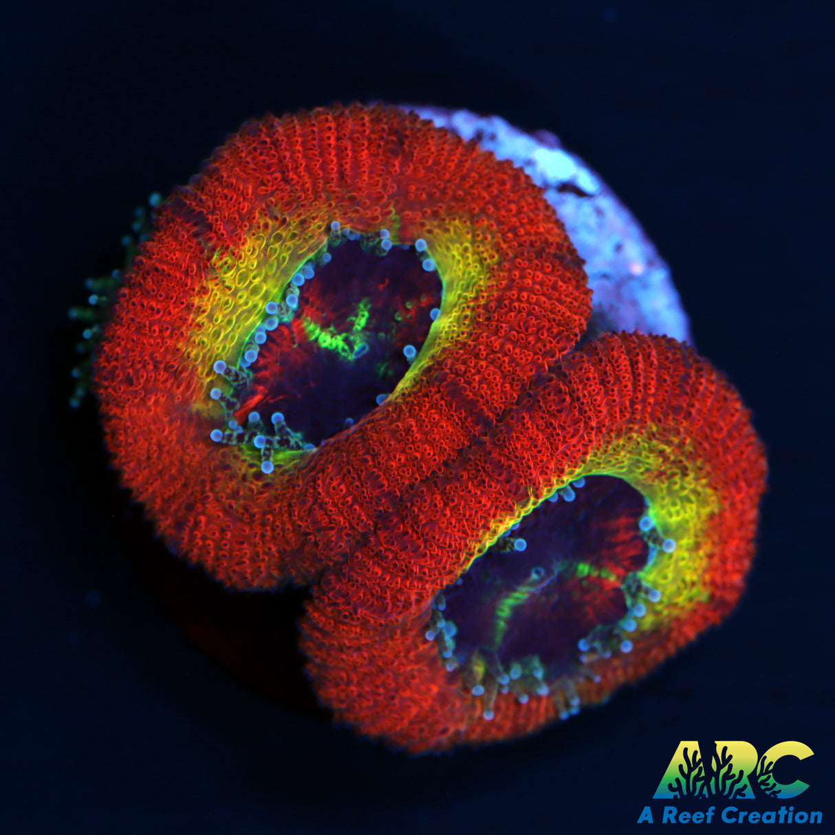 WWC Ruby Red Micromussa