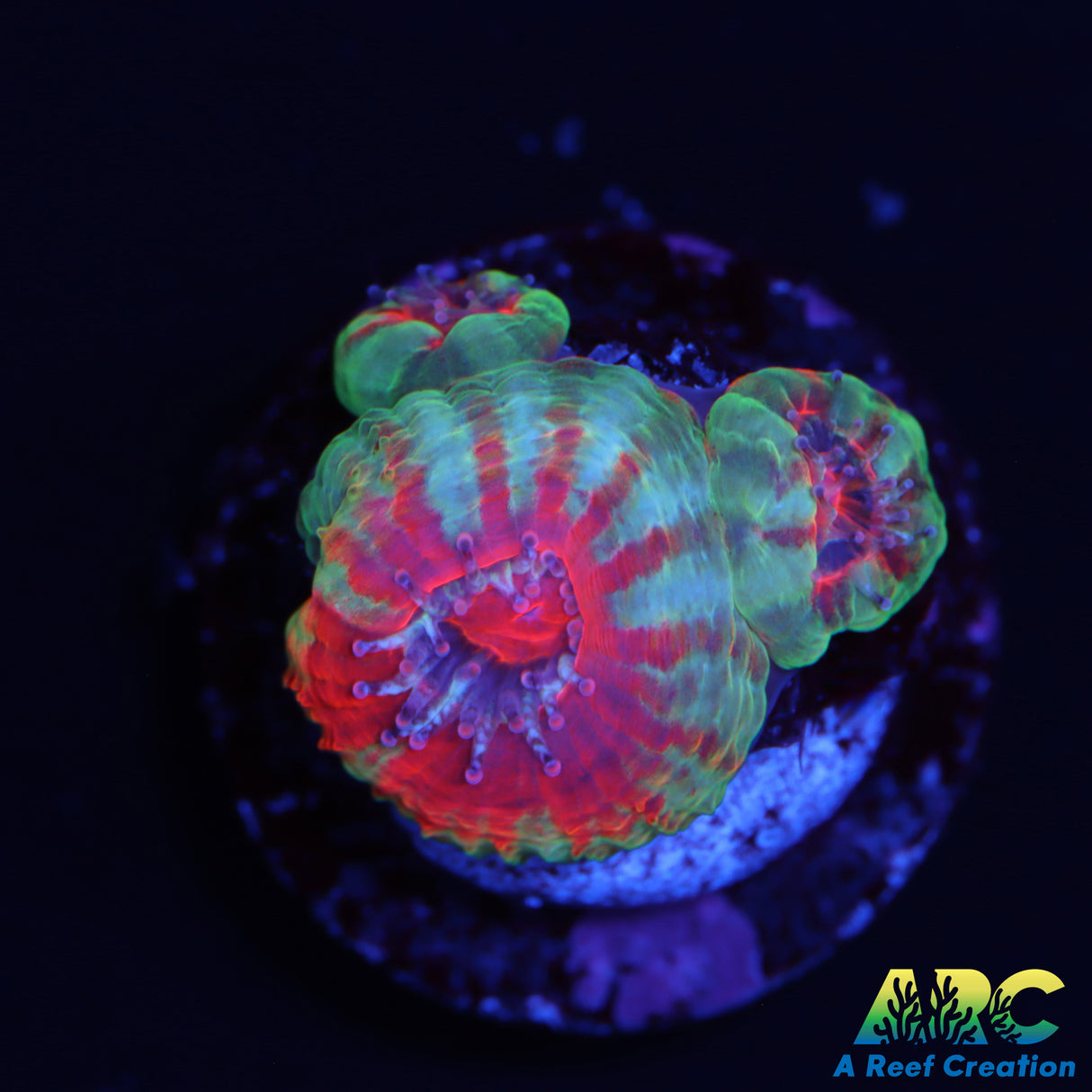 ARC Charmander Acans