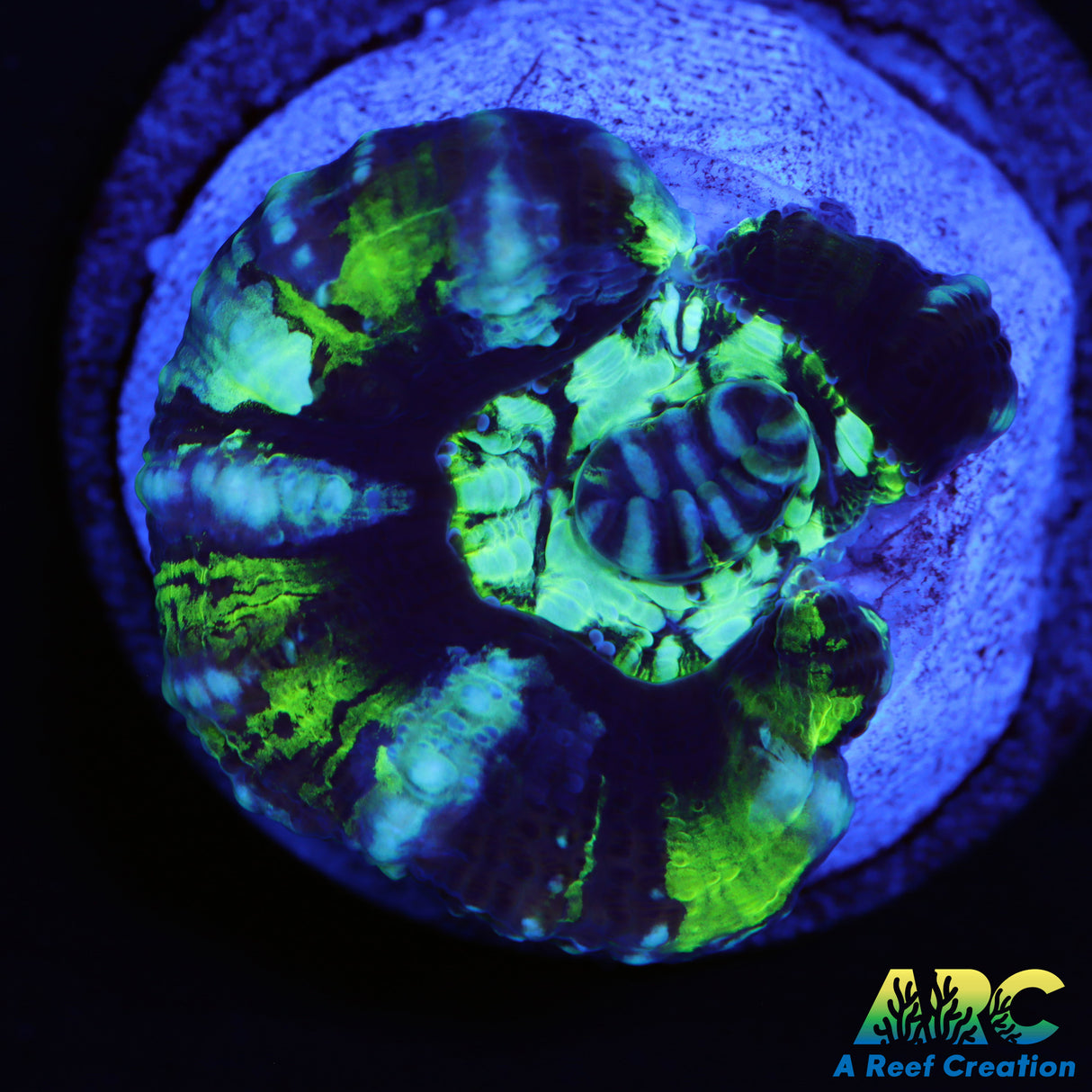 Green Symphyllia Wilsoni