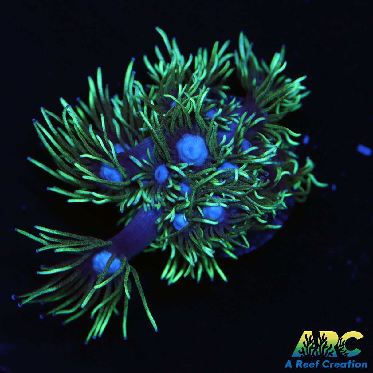 ARC Black Light Goni