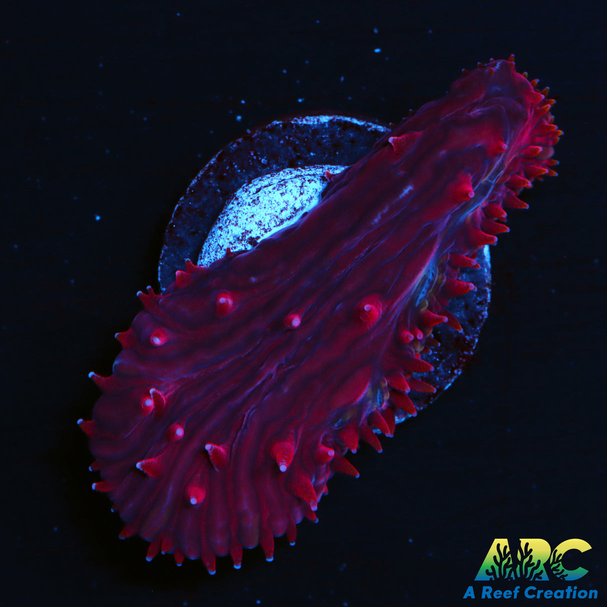 ARC Red Hydra Plate