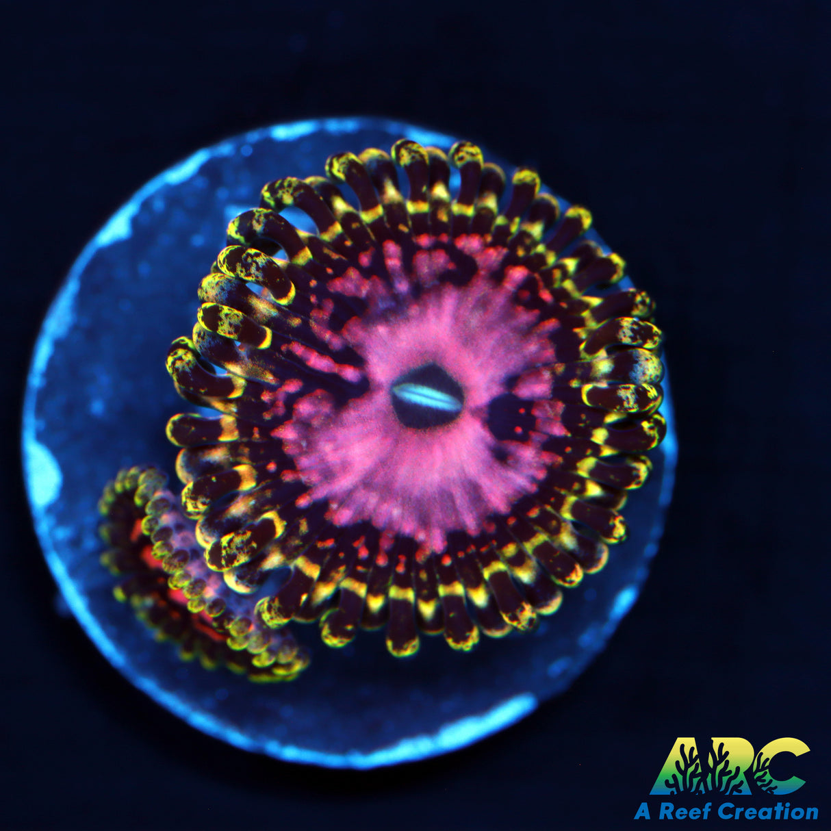 Pink Diamonds Zoas