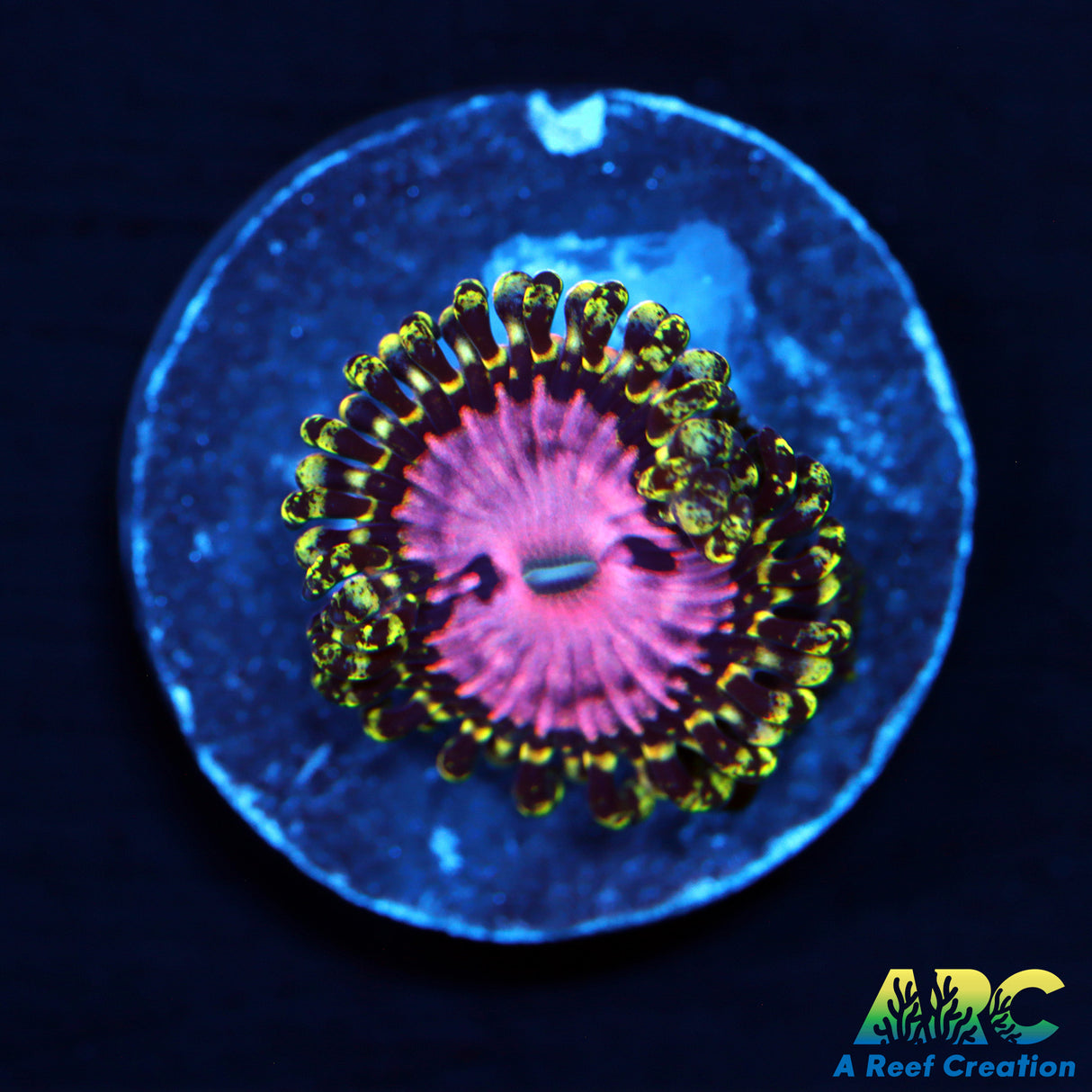 Pink Diamond Zoa